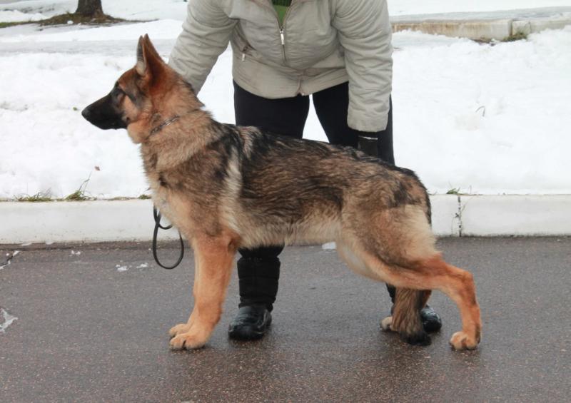 Paola iz Dnevnogo Dozora | German Shepherd Dog 