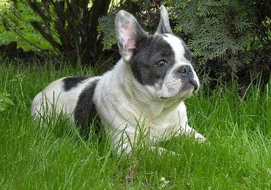 SZURETI GOLDEN BLUE BOUBA | French Bulldog 