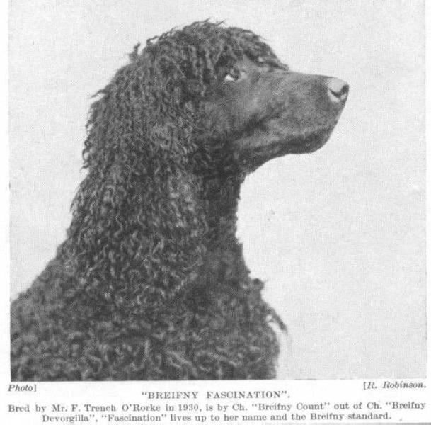 Breifny Fascination | Irish Water Spaniel 