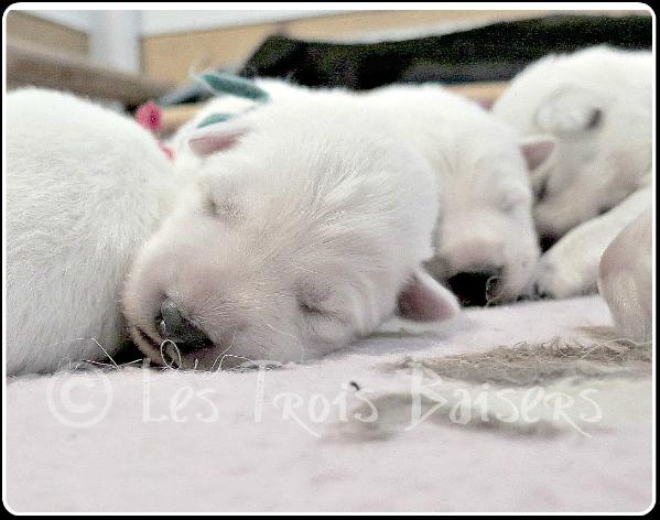 Dreaming Angel Les Trois Baisers | White Swiss Shepherd Dog 