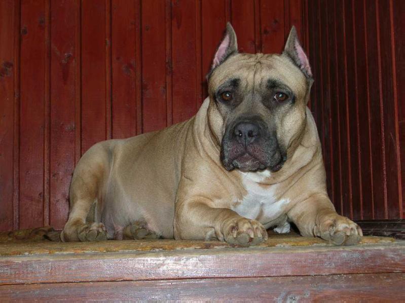 EBRIZ SILVER LADY | American Staffordshire Terrier 