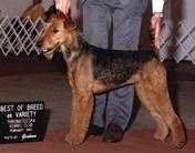 Serendipity's Classy Babe | Airedale Terrier 