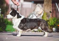 TERENCJO Iduna-Vita Rustica | Cardigan Welsh Corgi 