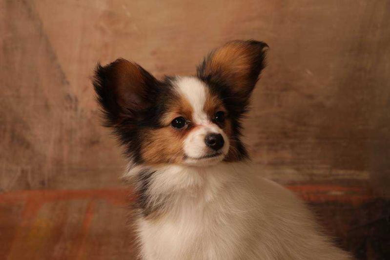 HARLEY JUNIOR Perlowy Raj | Papillon 