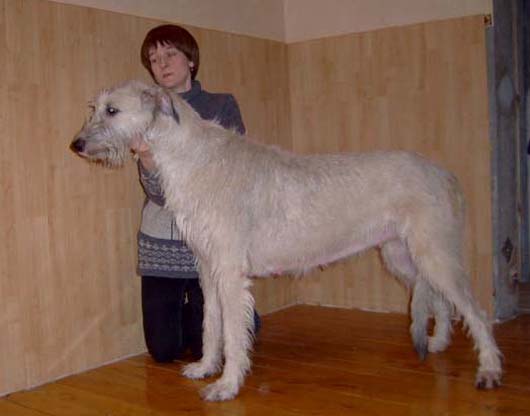 Solnechnaya Feya Iz Volshebnogo Lesa | Irish Wolfhound 