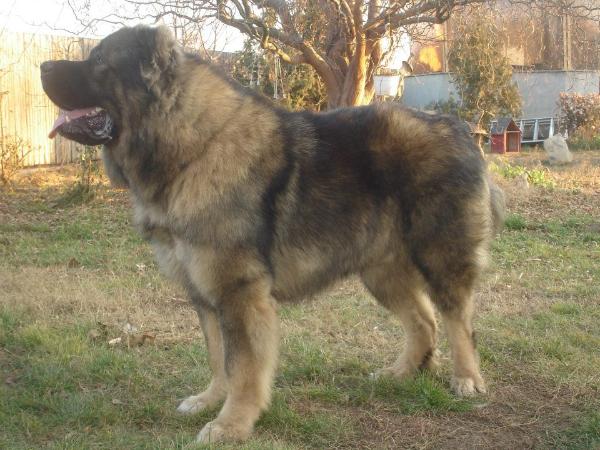 Carlos De Cazasu | Caucasian Mountain Dog 