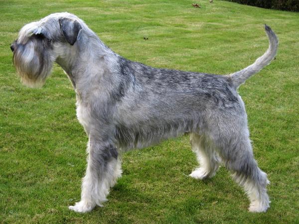 Fritz du Fayimi | Standard Schnauzer 