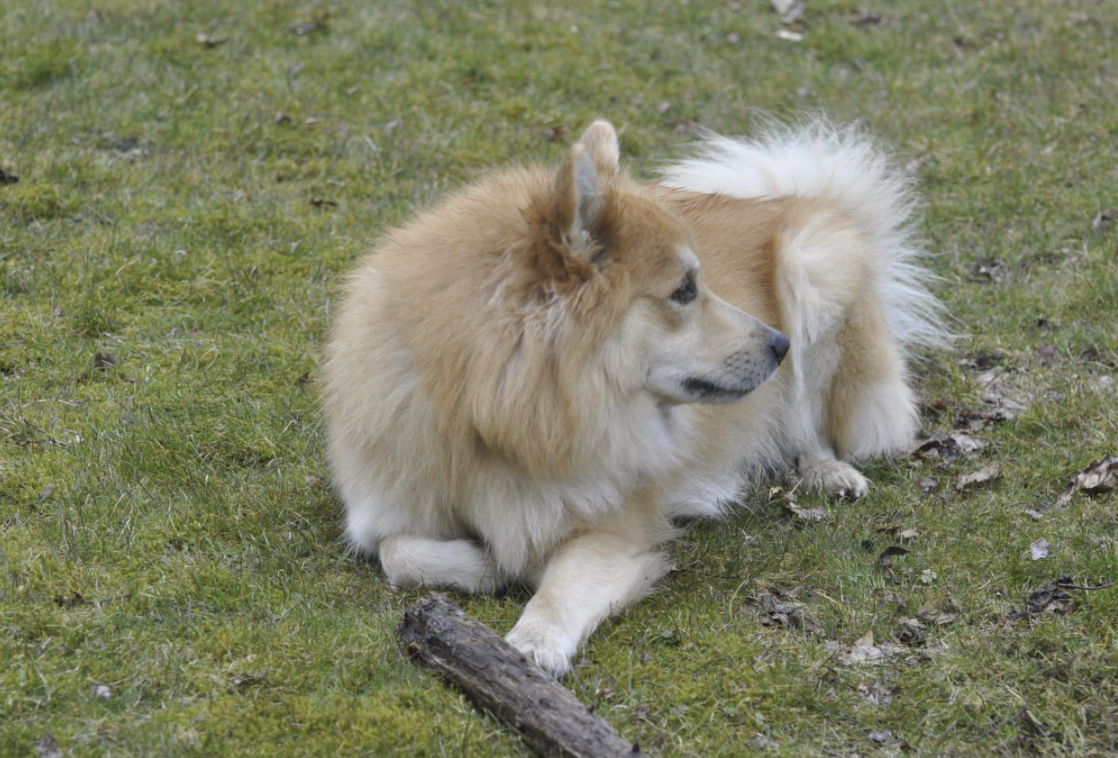 Daik fra Kerlingarfjöll | Icelandic Sheepdog 