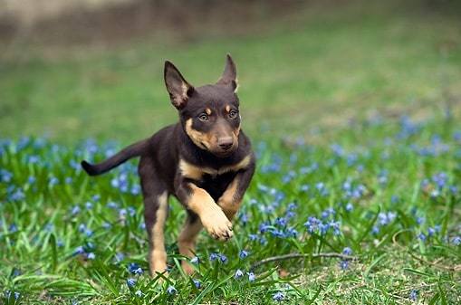 Working Kelpie