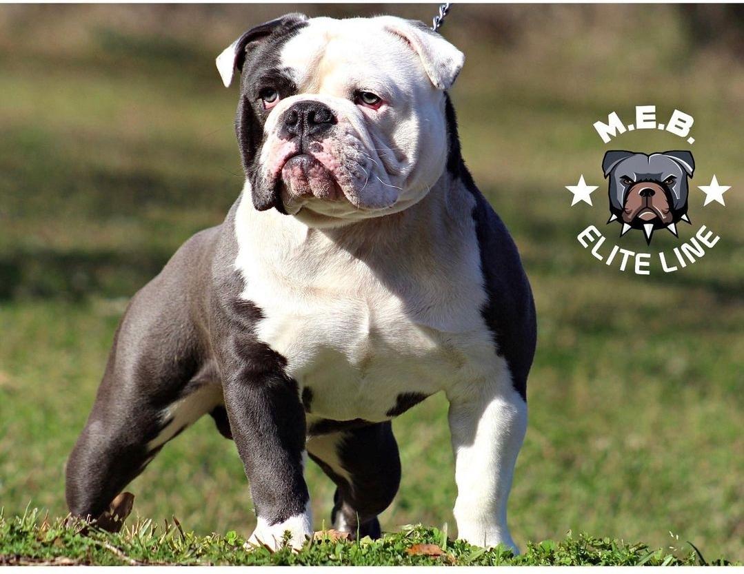 M.E.B. Legends Legacy | Olde English Bulldogge 