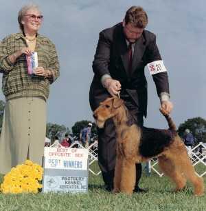 Darbywood's My Eyes On Redsky | Airedale Terrier 