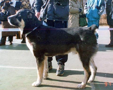 Turanhan | Central Asian Shepherd Dog 