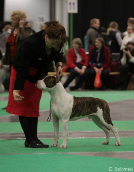 VLADLIDER KING FOR ROYALTYBOLT | American Staffordshire Terrier 