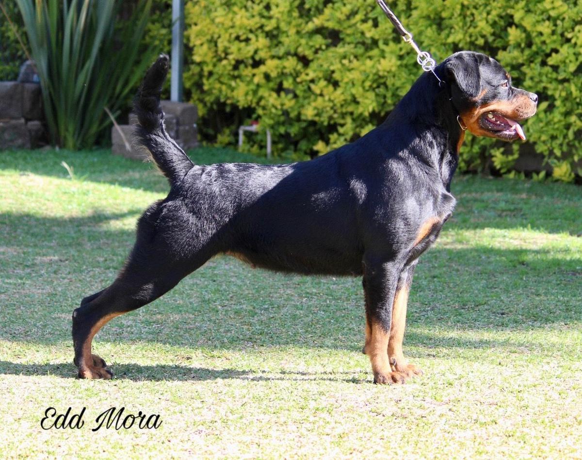 Elly Winner Civi | Rottweiler 