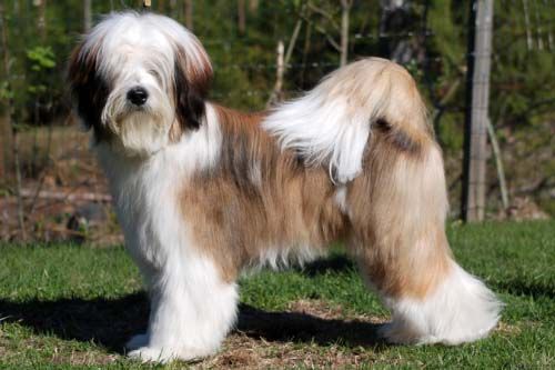 FALAMANDUS NEW NAME FOR LILASONG | Tibetan Terrier 