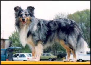 Avalon Faroon Future Recall | Shetland Sheepdog 