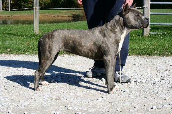 Albilane's | American Staffordshire Terrier 
