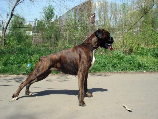 New Gold Box Agatha | Boxer 