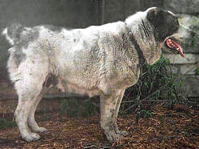 Naida | Central Asian Shepherd Dog 