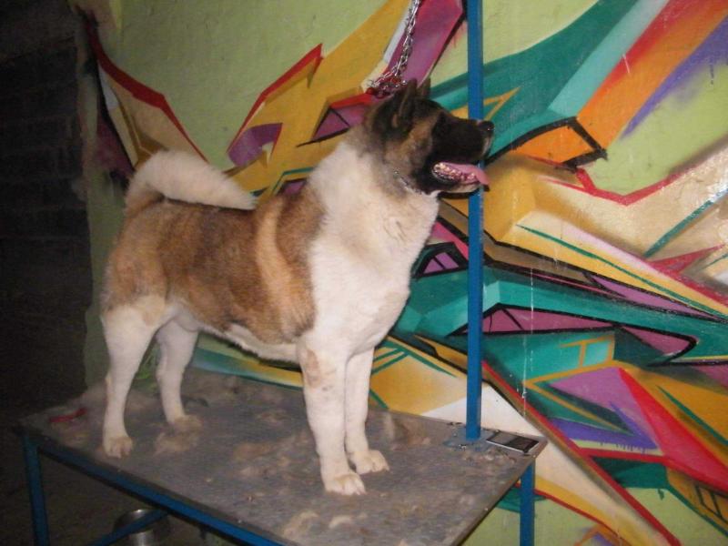 Gignak (Deloya) | Akita 