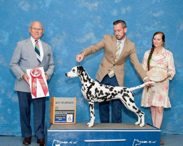 Element Standing Ovation | Dalmatian 