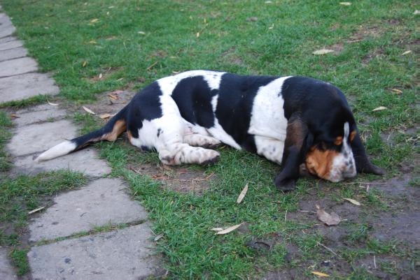 DUSTY GLOOMY CLOWN | Basset Hound 