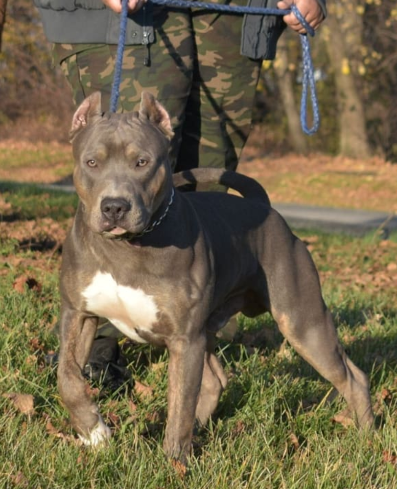 TRON'S BRONX BOMBER | American Pit Bull Terrier 
