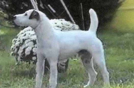 Loblolly Tanglewood | Parson Russell Terrier 