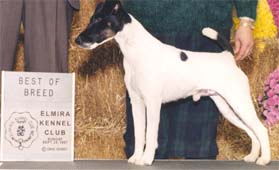 Proud Fox Black Jack | Smooth Fox Terrier 