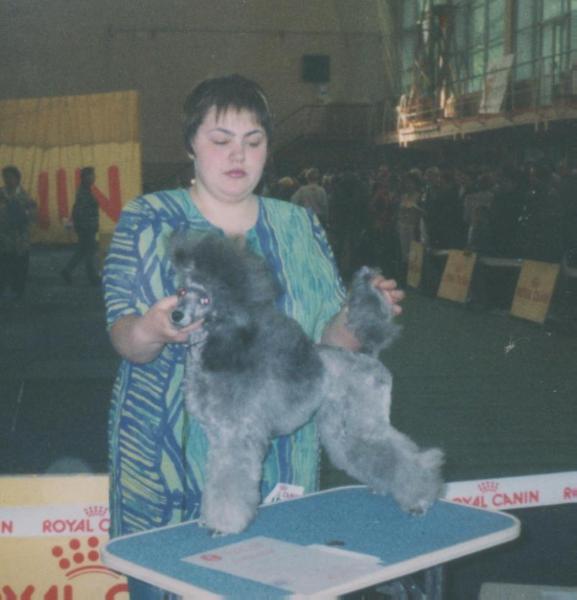 Nevskiy Dom Zayka Moya | Poodle 