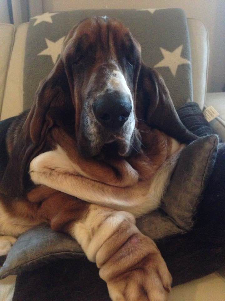 NewDown Bassets Washington | Basset Hound 