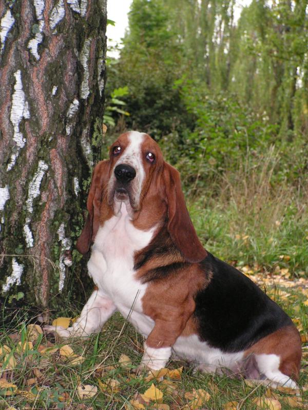 Enzo Night | Basset Hound 