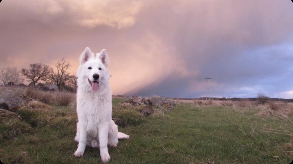 SHADOWSHACK ALL KNIGHT | White Swiss Shepherd Dog 