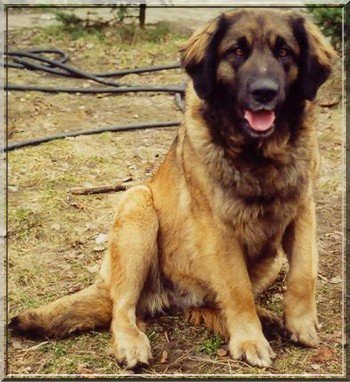 DELTA Cavis Leonis | Leonberger 