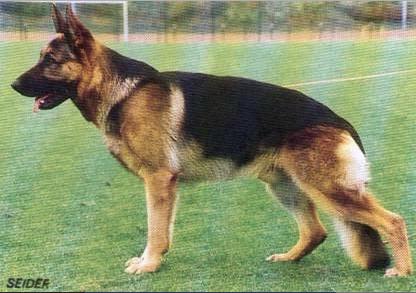 Quando von Arminius | German Shepherd Dog 