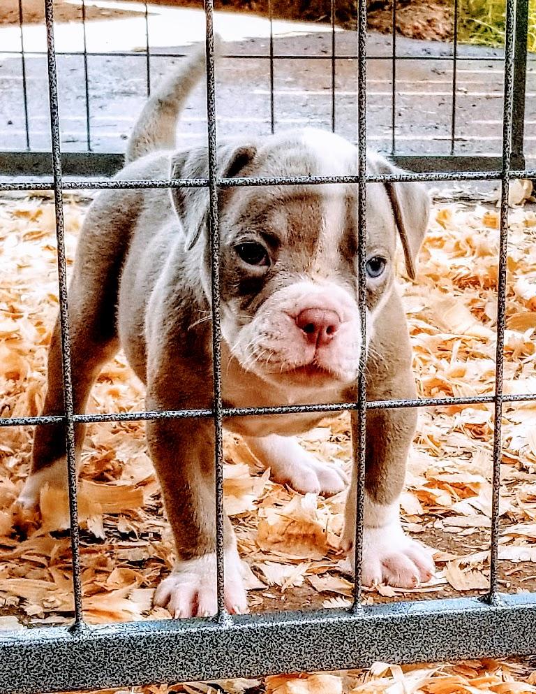 Jacobs' Rhino | Olde English Bulldogge 