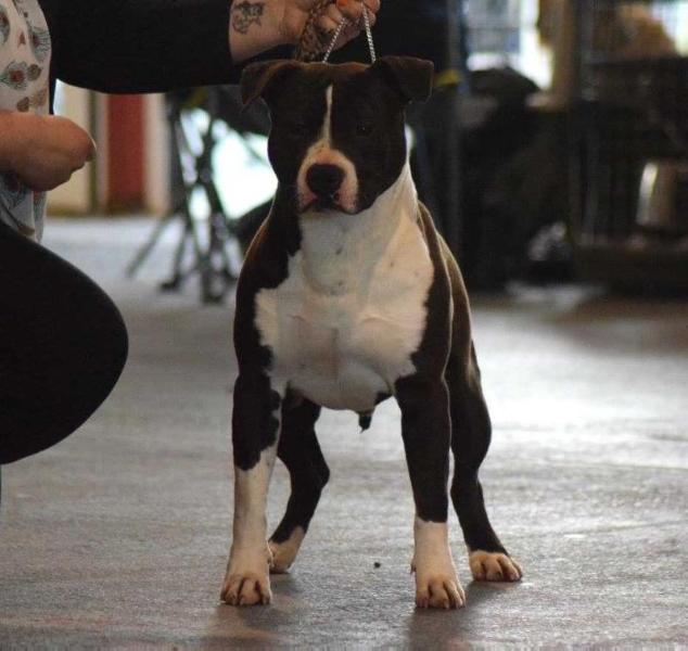 Mind Your Business by Lalie'S Niños | American Staffordshire Terrier 