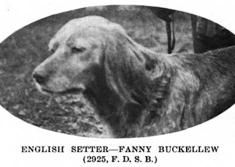 Fanny Buckellew (002925) | English Setter 