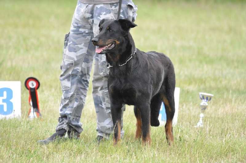 Athéna de la Plaine D'Astree | Beauceron 