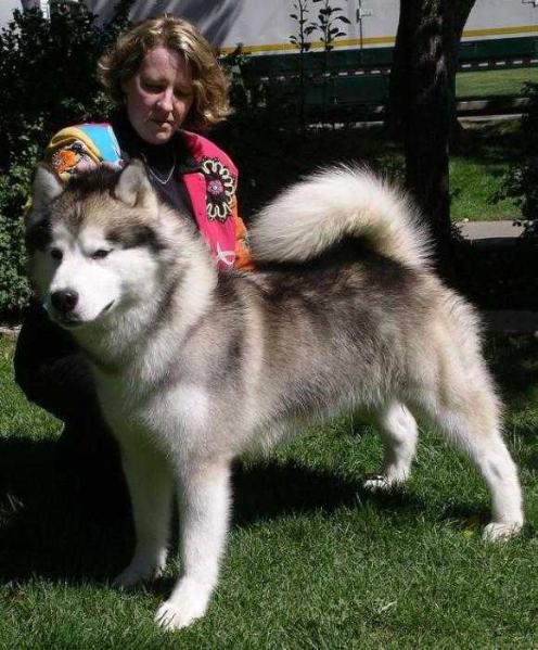 TERRAGLO MAD ABOUT U WOLFMTN | Alaskan Malamute 