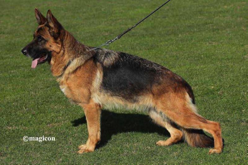 Elipsa von Panoniansee | German Shepherd Dog 