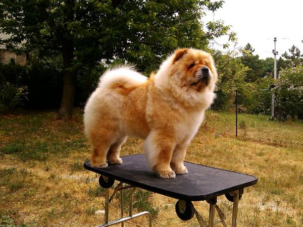 Shagio-Chen Bella | Chow Chow 