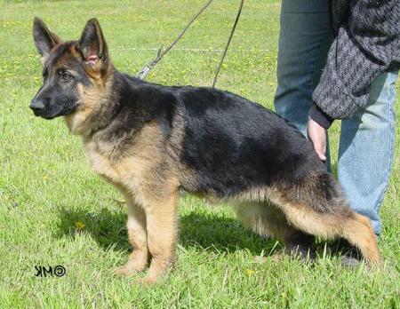 Dauser¿s Cherry | German Shepherd Dog 