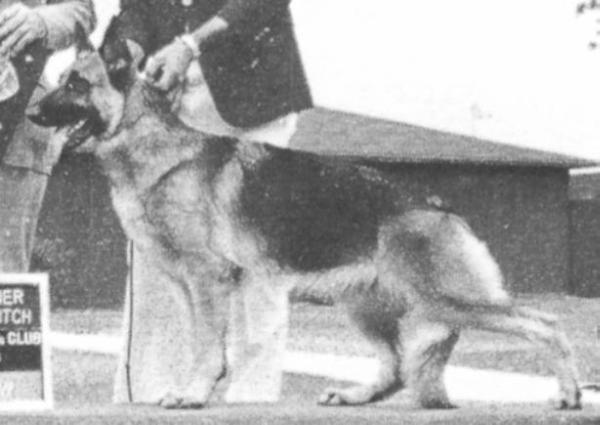 Doshir's Manet | German Shepherd Dog 