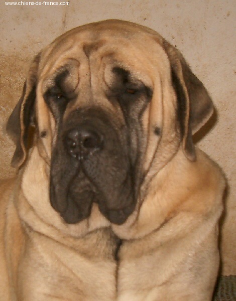 Rhapsodie De La Louvagerie | Mastiff 