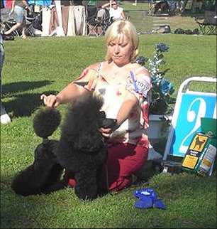 Sandust Million Dollar Angel | Poodle 