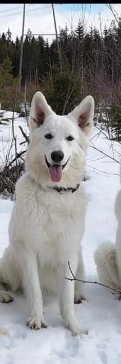 Jonahas Diamonds Attainment Of Beauty | White Swiss Shepherd Dog 