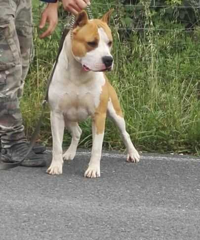 hot family whollas | American Staffordshire Terrier 