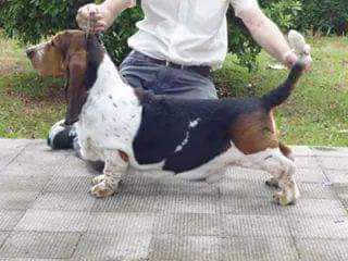 Big long Blue's Gregorio | Basset Hound 