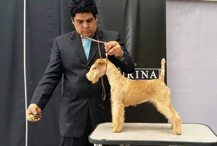 RED HOT CHILIPPEPER EMPIRE QUITUS | Lakeland Terrier 